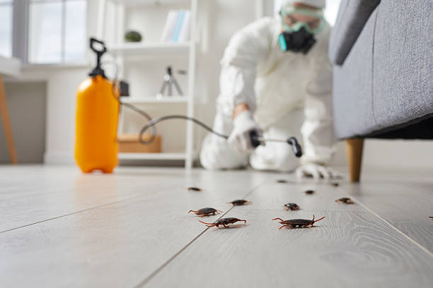 Affordable Cockroach Control solutions in Reese, MI